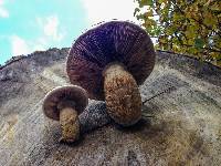 Hemipholiota populnea image