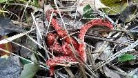 Clathrus archeri image