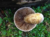 Hemipholiota populnea image