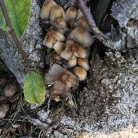 Coprinellus micaceus image