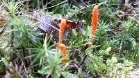 Cordyceps militaris image