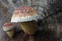 Image of Pholiota comosa