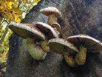 Hemipholiota populnea image