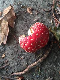 Amanita muscaria image