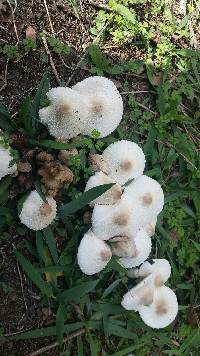 Chlorophyllum molybdites image