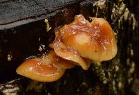 Flammulina velutipes image