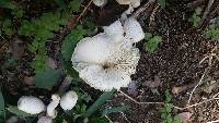 Chlorophyllum molybdites image