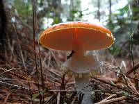 Amanita muscaria image