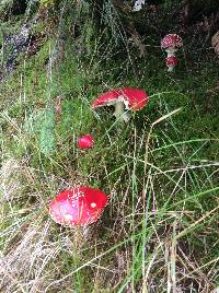 Amanita muscaria image