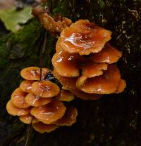 Flammulina velutipes image