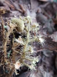 Usnea strigosa image