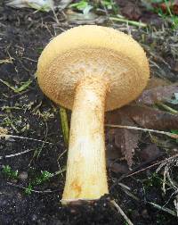 Phaeolepiota aurea image