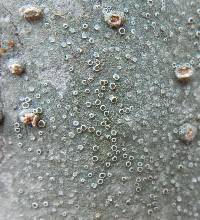 Lecanora hybocarpa image