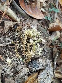 Usnea strigosa image