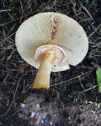 Phaeolepiota aurea image