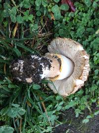 Agaricus xanthodermus image