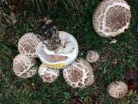 Agaricus xanthodermus image