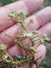 Usnea strigosa image