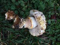 Agaricus xanthodermus image