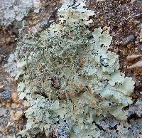 Image of Usnea amblyoclada