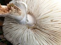 Leucoagaricus leucothites image