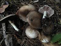 Agaricus californicus image