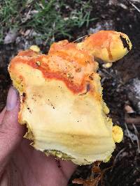 Laetiporus gilbertsonii image