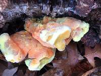 Laetiporus gilbertsonii image