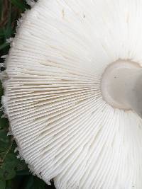 Leucoagaricus barssii image