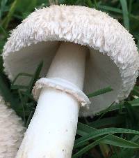 Leucoagaricus barssii image