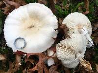 Leucoagaricus leucothites image