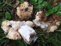 Russula cerolens image