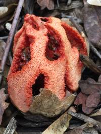 Clathrus ruber image