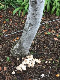 Agaricus xanthodermus image