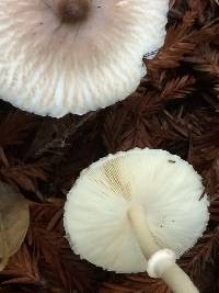 Lepiota rubrotinctoides image