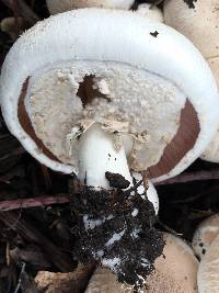 Agaricus xanthodermus image