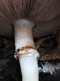 Agaricus californicus image