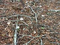 Lepiota rubrotinctoides image