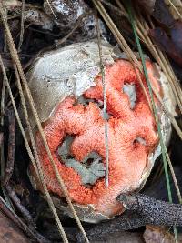 Clathrus ruber image