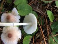 Lepiota rubrotinctoides image