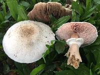 Agaricus xanthodermus image