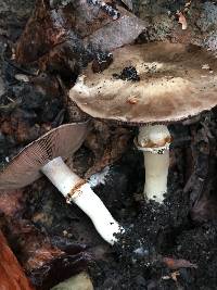 Agaricus californicus image