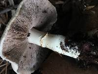 Agaricus californicus image