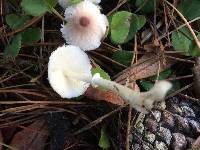 Lepiota rubrotinctoides image