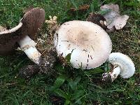 Agaricus xanthodermus image