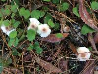 Lepiota rubrotinctoides image