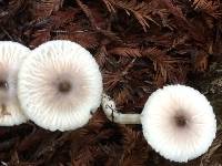 Lepiota rubrotinctoides image