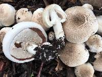 Agaricus xanthodermus image