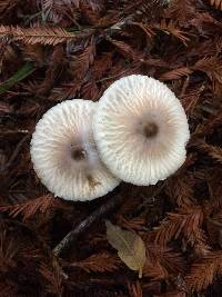 Lepiota rubrotinctoides image