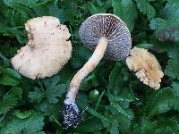 Agrocybe putaminum image